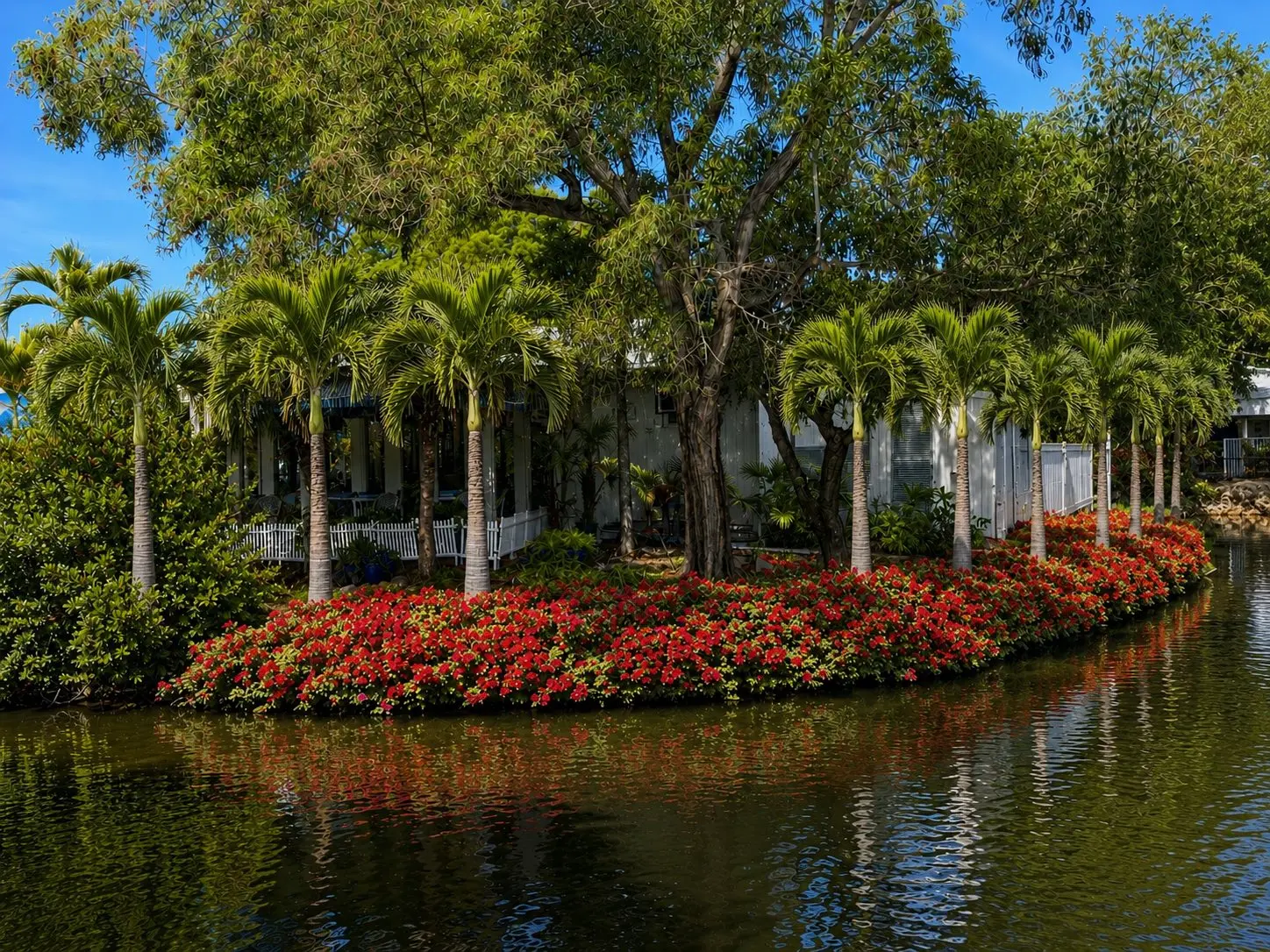 Canal-side landscaping and palm maintenance in Bonita Springs